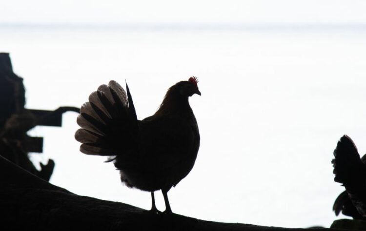 Membuang Ayam Hitam ke Sungai Brantas: Ritual Pernikahan di Kediri yang Dipercaya Bisa Menolak Bala