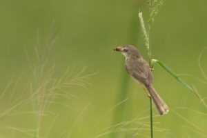 Pelajaran Hidup yang Saya Dapatkan dari Memelihara Burung Ciblek