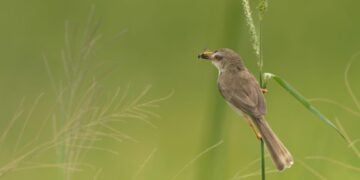 Pelajaran Hidup yang Saya Dapatkan dari Memelihara Burung Ciblek