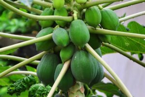 Carica, Buah Khas Dieng yang Awalnya Terpinggirkan namun Kini Bermanfaat bagi Banyak Orang