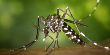 Digigit Nyamuk Memang Menyebalkan, tapi Jika Digigit di 5 Bagian Tubuh Ini, Rasanya kayak Menderita Selama 1000 Tahun