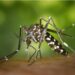 Digigit Nyamuk Memang Menyebalkan, tapi Jika Digigit di 5 Bagian Tubuh Ini, Rasanya kayak Menderita Selama 1000 Tahun