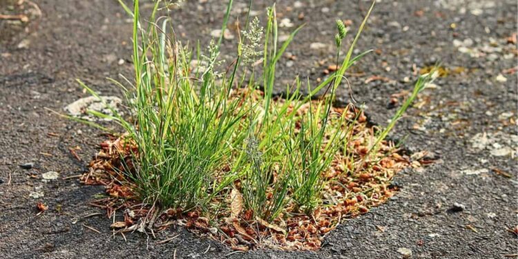 Pembangunan UNNES yang Bikin Pusing: Hancurnya Lapangan FISIP karena Beralih Fungsi Jadi Parkiran
