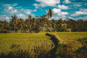Orang Kota Bilang Rumah Dekat Sawah Enak. Belum Ngerasain Aja Menghirup Asap Pembakaran Sawah!