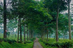 Kampung Promasan di Kaki Gunung Ungaran, Cocok untuk Kaum Mager yang Ingin Camping 
