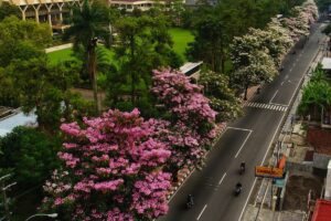 Bunga Tabebuya di Magelang Memang Indah, tapi Merepotkan Penyapu Jalan