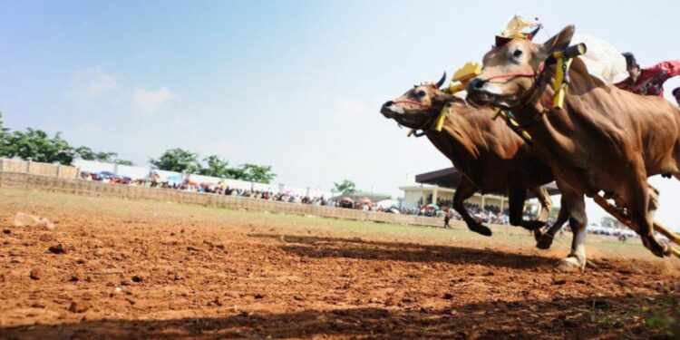 Membaca Peluang Suara Ganjar-Mahfud di Madura: Apakah Putra Madura Bisa Berjaya di Tanah Sendiri? universitas trunojoyo madura