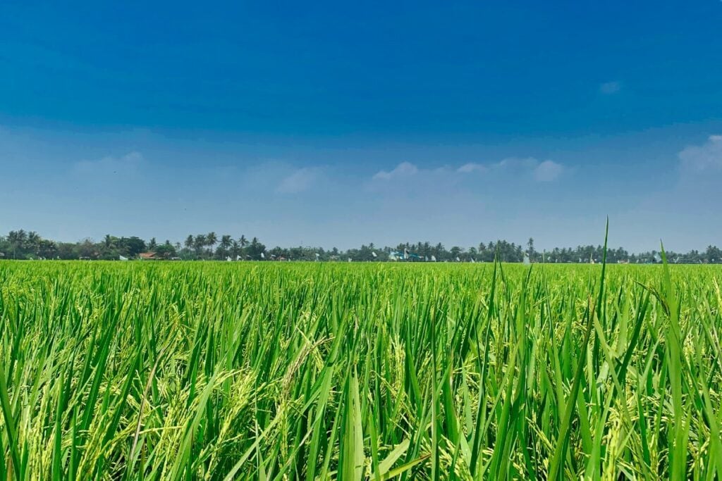 Bupati Karawang “Menghilang” ketika Rakyat Membutuhkan Dia (Unsplash)