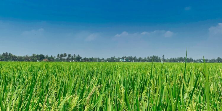 Bupati Karawang “Menghilang” ketika Rakyat Membutuhkan Dia (Unsplash)