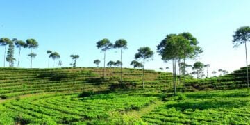 Batang, Kabupaten di Jawa Tengah yang Nggak Terkenal kabupaten batang