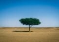 Alun-alun Gunungkidul: Kawasan Terbuka Rasa Gurun Sahara yang Punya Potensi Jadi Peternakan Unta