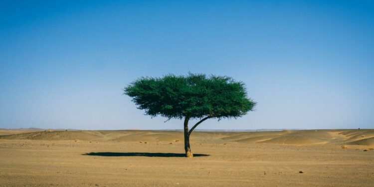 Alun-alun Gunungkidul: Kawasan Terbuka Rasa Gurun Sahara yang Punya Potensi Jadi Peternakan Unta