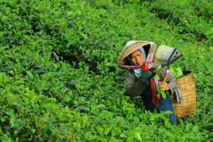 Slawi, Kota Teh yang Tidak Punya Kebun Teh