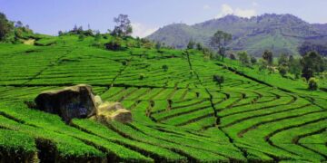 20 Kosakata Daerah Plat AG yang Wajib Dipahami Perantau biar Nggak Plonga-plongo Saat Diajak Ngobrol Warlok