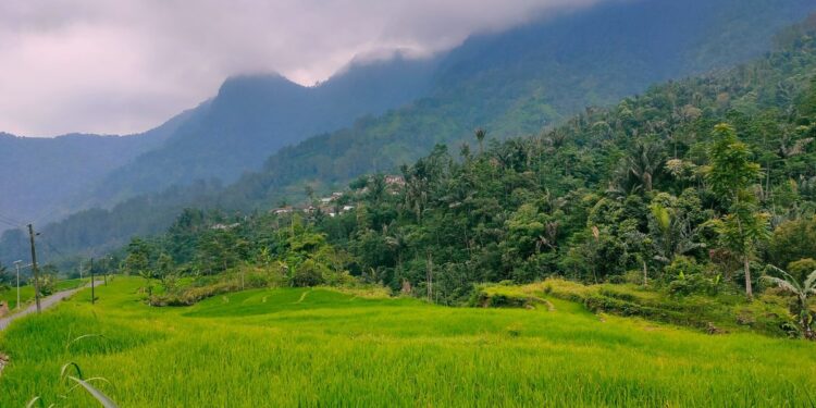 Tak Melulu Soal Batik, Pekalongan Harusnya Juga Bangga Memiliki Hutan Hujan Tropis Petungkriyono yang Menakjubkan
