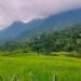Tak Melulu Soal Batik, Pekalongan Harusnya Juga Bangga Memiliki Hutan Hujan Tropis Petungkriyono yang Menakjubkan