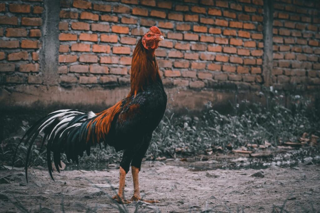 Pesan buat yang Pelihara Ayam di Rumah: Jaga Baik-baik Ayam Kalian, Jangan Sampai Keluyuran di Tengah Jalan. Bikin Orang Lain Kecelakaan, lho!