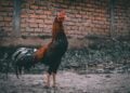 Pesan buat yang Pelihara Ayam di Rumah: Jaga Baik-baik Ayam Kalian, Jangan Sampai Keluyuran di Tengah Jalan. Bikin Orang Lain Kecelakaan, lho!