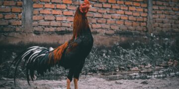 Pesan buat yang Pelihara Ayam di Rumah: Jaga Baik-baik Ayam Kalian, Jangan Sampai Keluyuran di Tengah Jalan. Bikin Orang Lain Kecelakaan, lho!
