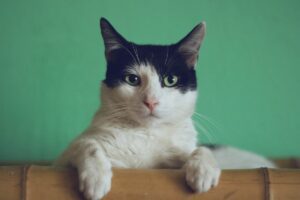 Memilih Prabowo Subianto karena Memelihara Kucing adalah Alasan Paling Ngawur!