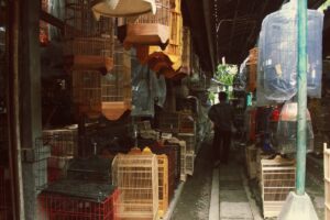 Pasar Splendid Malang Tidak Hanya untuk Pecinta Hewan dan Tumbuhan, Mahasiswa yang Butuh Hiburan Coba deh ke Sana