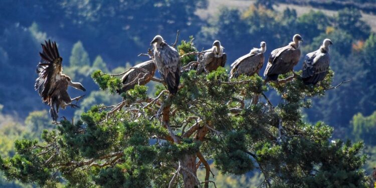 Timses Pemilu Ketua BEM Itu Sama Ngerinya dengan Buzzer Partai, Berani Makan Bangkai Kawan demi Jabatan