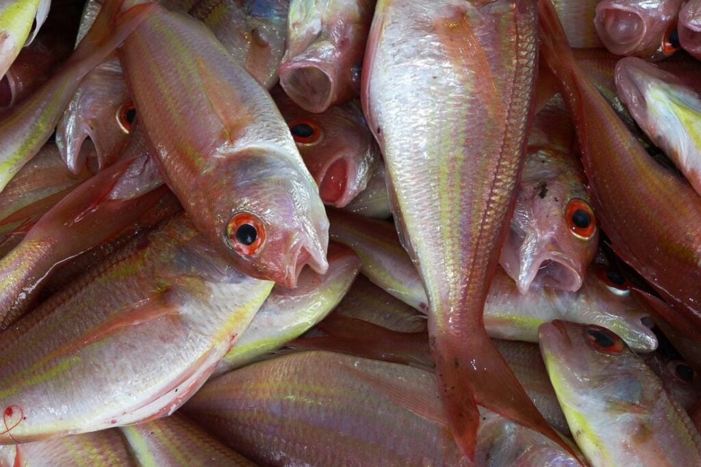 Harga Ikan di Lamongan Terjun Bebas, Solusinya Adalah Makan Ikan. Bagus, Bagus Buanget, Solutif!