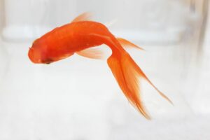Pengantin Baru Tebar Benih Ikan di Sungai, Ide Bagus yang Salah Eksekusi