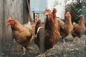 Peternak Ayam Pejantan: Pekerjaan yang Nggak Mudah, tapi Sering Disepelekan 