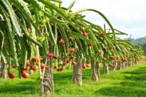 Agrowisata Jolong II Pati, Tempat yang Tepat untuk “Melambat”