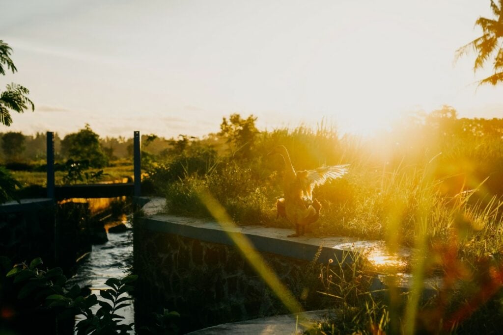 Desa Panggungharjo Bantul, Desa Terbaik di Indonesia (Unsplash)