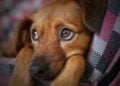 Permasalahan Daging Anjing yang Benar-benar Kompleks: Sulitnya Memutus Rantai Konsumsi yang Kelewat Rumit