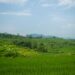 Desa Segaran Kediri, Desa Kecil di Jawa Timur dengan Potensi Besar (Unsplash)