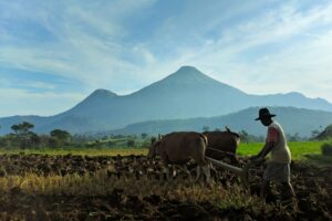Petani di Luwung Pasuruan Begitu Merana, Saya Jadi Ogah Bertani seperti Bapak