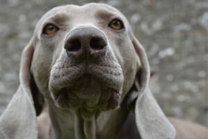 5 Makna Kata Anjing dalam Bahasa Sunda, Pahami biar Kalian Nggak Dikeroyok Gara-gara Asal Ngomong, Anjing!
