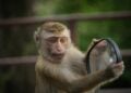 Stasiun Srowot Klaten, Tempat para Monyet Bermotor Beraksi dan Menunjukkan Kebodohan