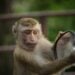 Stasiun Srowot Klaten, Tempat para Monyet Bermotor Beraksi dan Menunjukkan Kebodohan
