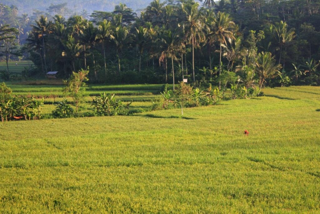 Kedu, Kecamatan Paling Strategis di Kabupaten Temanggung dan Jadi Tempat Tinggal Terbaik