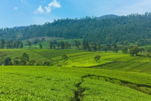 Soreang, Tempat Pensiun Paling Ideal di Kabupaten Bandung