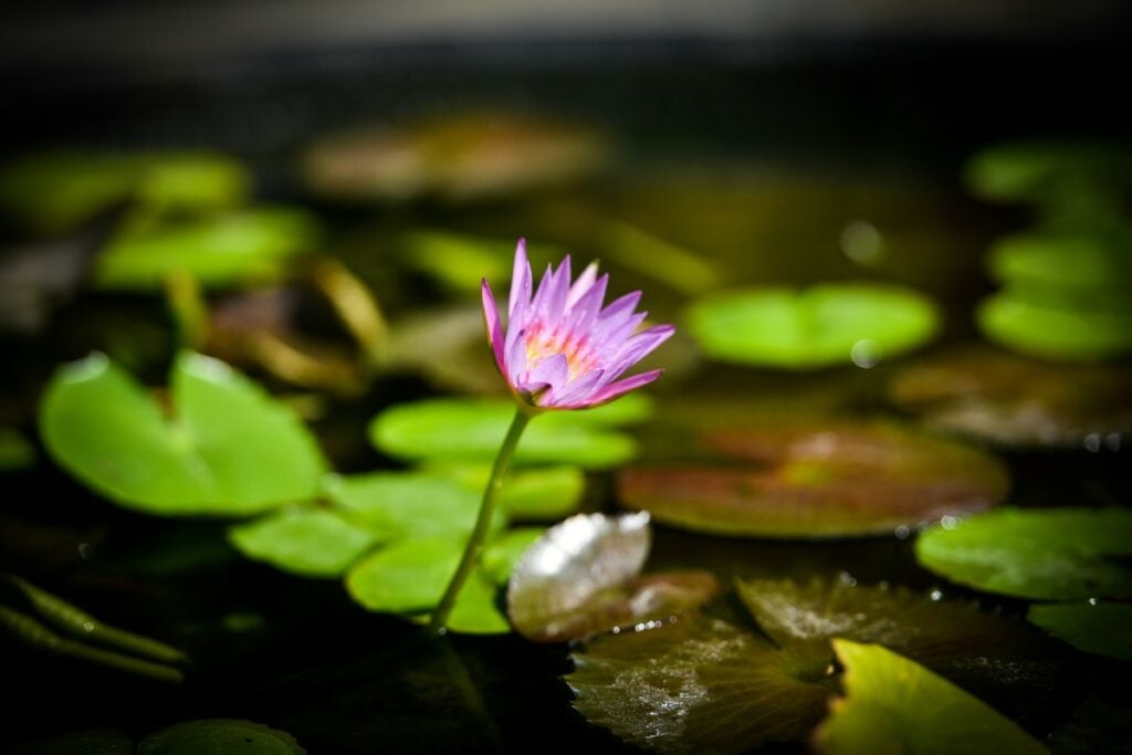 Magelang Nggak Pantas Menyandang Status Kota Sejuta Bunga (Unsplash)