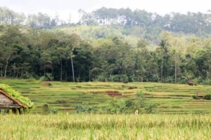 Dilema Orang Majenang dan Cimanggu di Kabupaten Cilacap: Terlalu Sunda untuk Disebut Jawa