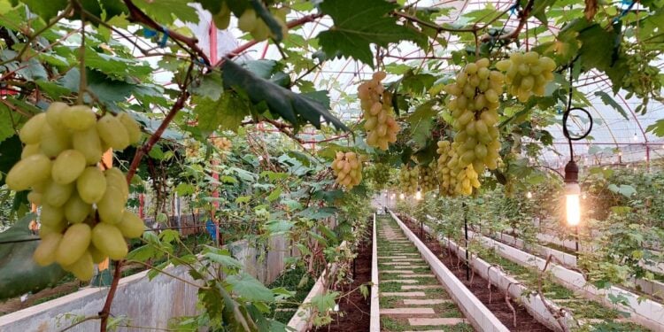 Pengunjung Gagal Paham Konsep Gamma Grape Experience Malang Bikin Guide Menderita Mojok.co