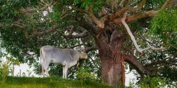Sapi "Misterius" Berkeliaran di Wiyung Surabaya, Bikin Repot dan Resah Warga Mojok.co