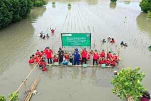 Merayakan Ulang Tahun dengan Tiup Lilin Itu Biasa, Alfamart dong dengan Tanam Mangrove