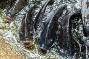 Tuhan Memberimu Akal, tapi Kamu Malah Nyebarin Ikan Nila di Waduk dengan Dalih Pelestarian Alam
