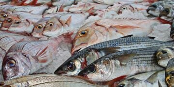Menunggu Solusi dari Bupati Lamongan Atas Harga Ikan yang (Masih) Nggak Masuk Akal