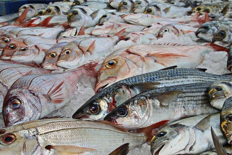 Menunggu Solusi dari Bupati Lamongan Atas Harga Ikan yang (Masih) Nggak Masuk Akal