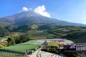 Sukomakmur Magelang, Wisata Negeri Sayur yang Sebaiknya Dikunjungi Hari Selasa dan Sabtu
