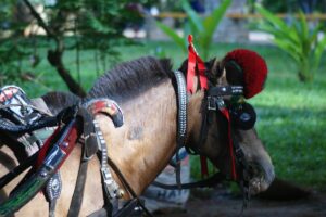 Mengenal Nayor, Kendaraan Tradisional Mirip Delman yang Hanya Ada di Cibadak Sukabumi