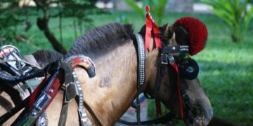 Mengenal Nayor, Kendaraan Tradisional Mirip Delman yang Hanya Ada di Cibadak Sukabumi